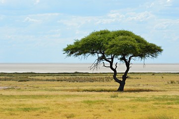 Fototapeta na wymiar Lonely Tree in the savannah of Namibia