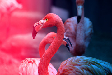 Fotos schöner roter Flamingo