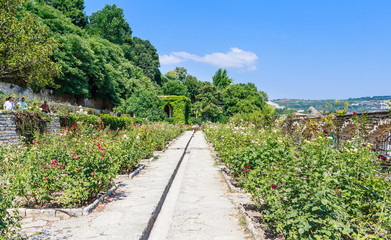 Fototapeta na wymiar Rose garden. Botanical Garden in Balchik. Bulgaria