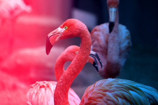 Photos beautiful red flamingo