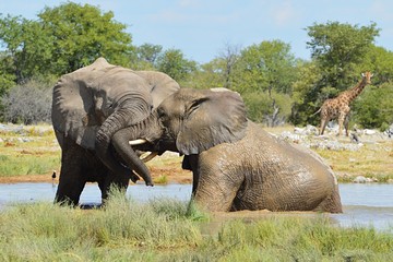 Playing Elephant in the Etosha Nationalpark in Namibia