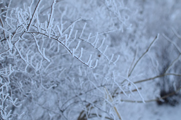 Branches and twigs of a bush decorated with hoar