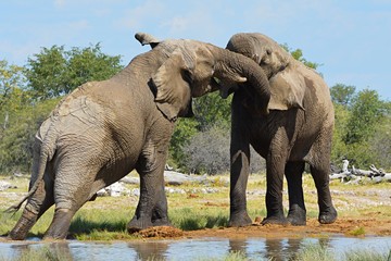 Fototapeta na wymiar Fighting Elephant in the Etosha Nationalpark