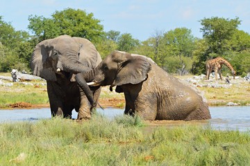 Naklejka na ściany i meble Playing Elephant in the Etosha Nationalpark