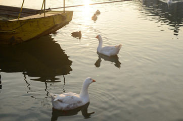 White wild geese on the river surface with a bow of a boat