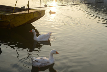 Wild geese on the river surface with a bow of a boat