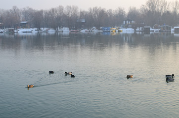 Flock of wild geese on the river with line of raft houses on the river bank