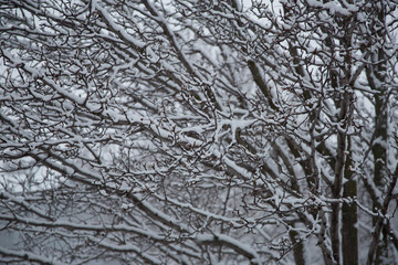Wintery branches