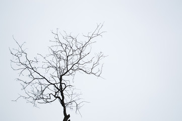 Fototapeta na wymiar graphic tree against the foggy sky