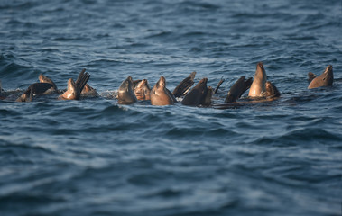 Group of sealions bobbing and resting in middle of ocean