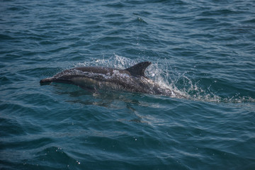 Fototapeta premium Dolphin razing along in pacific ocean