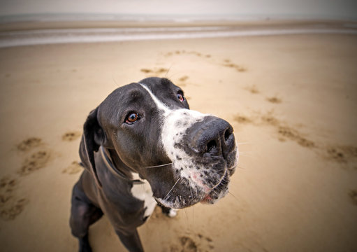 dogue allemand