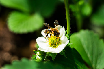 bee on a flower,white flower strawberry,strawberry flower and leaves,A strawberry plant, in the garden,Close up of young strawberry plants with a flower on a sunny vegetable garden