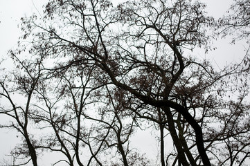 Fototapeta na wymiar tree silhouettes in the forest