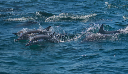 Dolphin razing along in pacific ocean