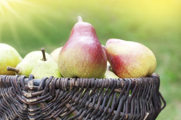 Organic ripe pears in basket