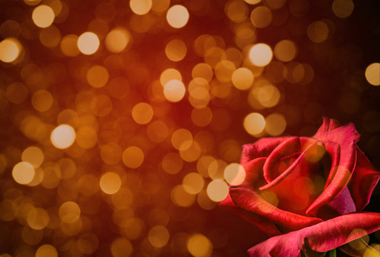 Red rose valentines background