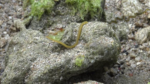4k, Nereid Worm in the coastline at Pingtung County, Taiwan Kenting National Park Seascape. Nereis latescens is a species of marine segmented worm.-Dan