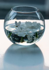 White chrysanthemum floating in water in a small fishbowl. Selective focus.