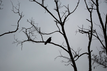 Autumn tree silhouettes in the forest