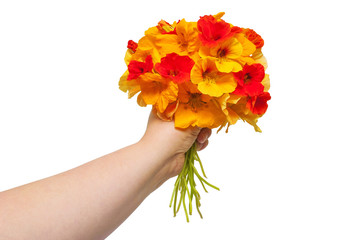 Bouquet of flowers nasturtium held in the hand isolated on white