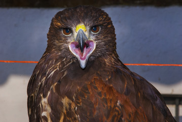 Halcón peregrino doméstico
