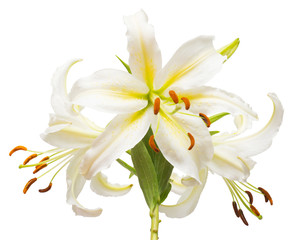 Fototapeta na wymiar Bouquet of beautiful white lily flowers isolated on white backgr