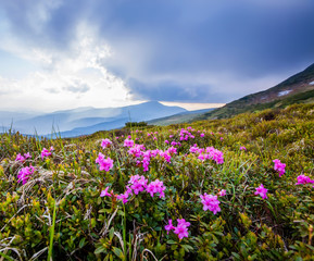 
Pink flowers in mountains