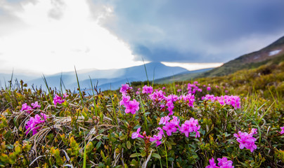 
Pink flowers in mountains