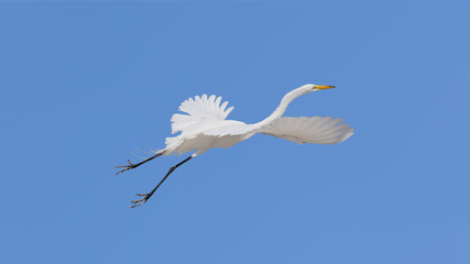 Great egret (Ardea alba) flying, the background is blue, isoladed, Sanibel Island, Florida, USA