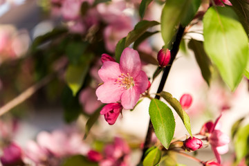 flowers on apple tree in spring