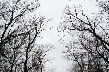 tree silhouettes in the forest