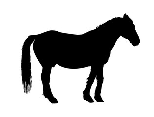 Obraz na płótnie Canvas Silhouette of horse in profile.