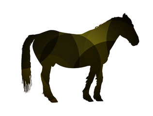 Silhouette of horse in profile with abstract background.