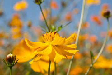 yellow cosmos flowers