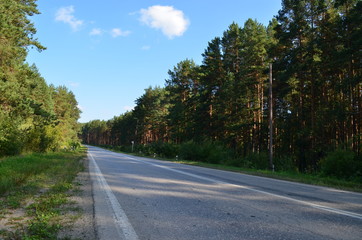 Fototapeta premium forest