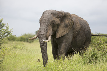 Fototapeta na wymiar Portrait of wild free roaming african elephant