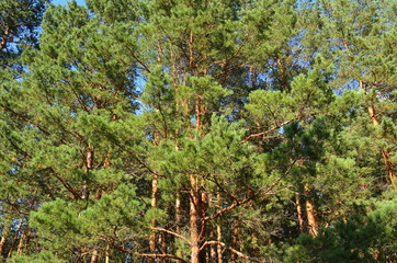 Fototapeta premium leaves