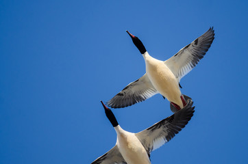 Two Common Mergansers Flying in a Blue Sky