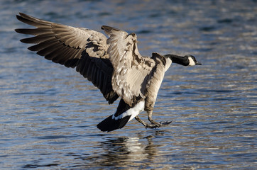 Canada Goose Coming in for a Landing on the Cold Winter River