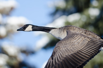 Canada Goose Flying Past the Snowy Winter Trees