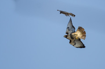 Cooper's Hawk Versus Red-Tail Hawk Aerial Combat