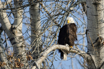 Bald Eagle Perched High in the Winter Tree