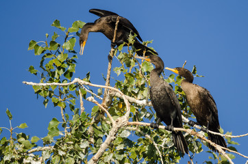 Three Double-Crested Cormorant Perched High in a Tree