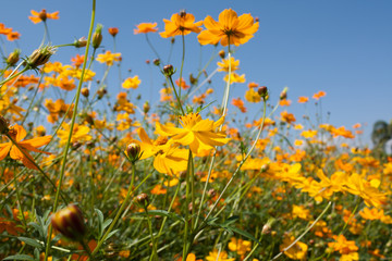 yellow cosmos flowers