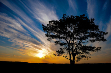 Naklejka na ściany i meble A backlit silhouetted tree standing on a field in front of a colourful sunset sky. The tree is bare and standing alone, with low orange sun in the sky behind. 