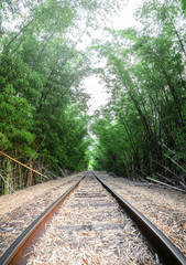 Train track passing through bamboo forest