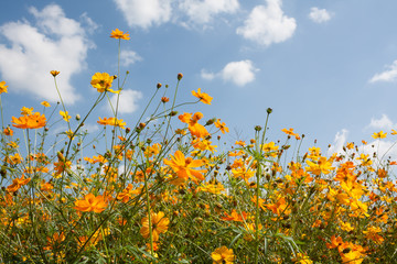 yellow cosmos flowers