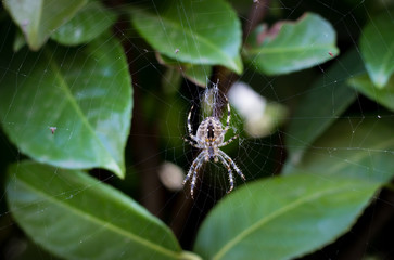 Spider araneus diadematus, european sort