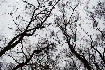 Autumn tree silhouettes in the forest